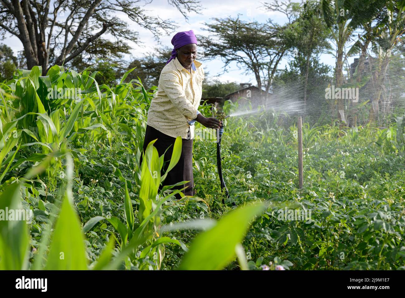 KENYA, woman uses a solar powered pump for sprinkle irrigation in maize and potato field Stock Photo