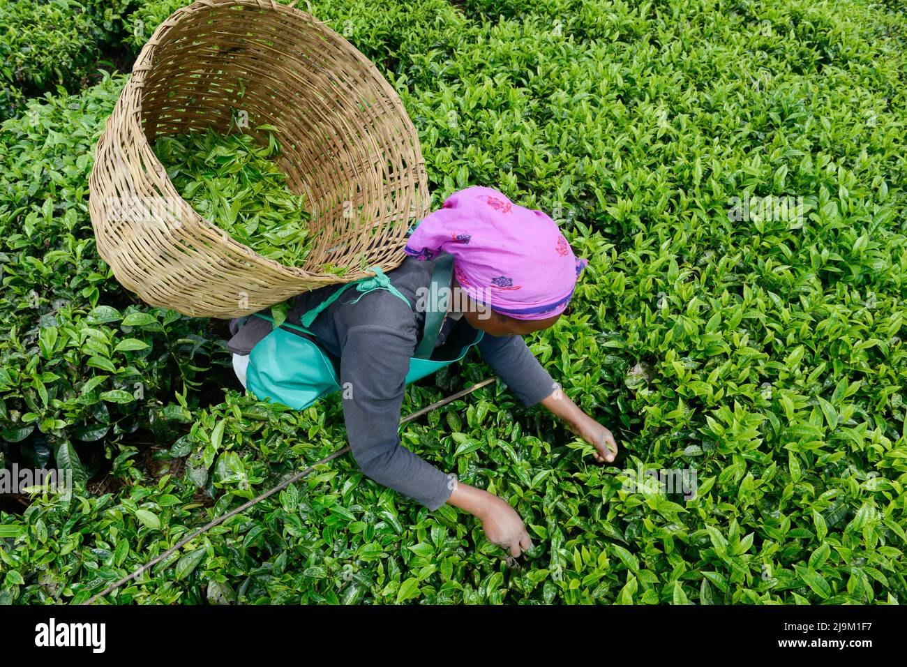 KENYA, Mount Kenya, Kangaita, tea plantation, woman pick tea leaves for