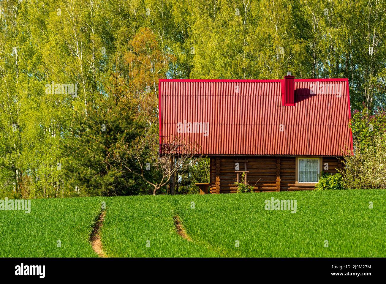 Countryside cozy little cabin in a rural area with a green wheatfield ...