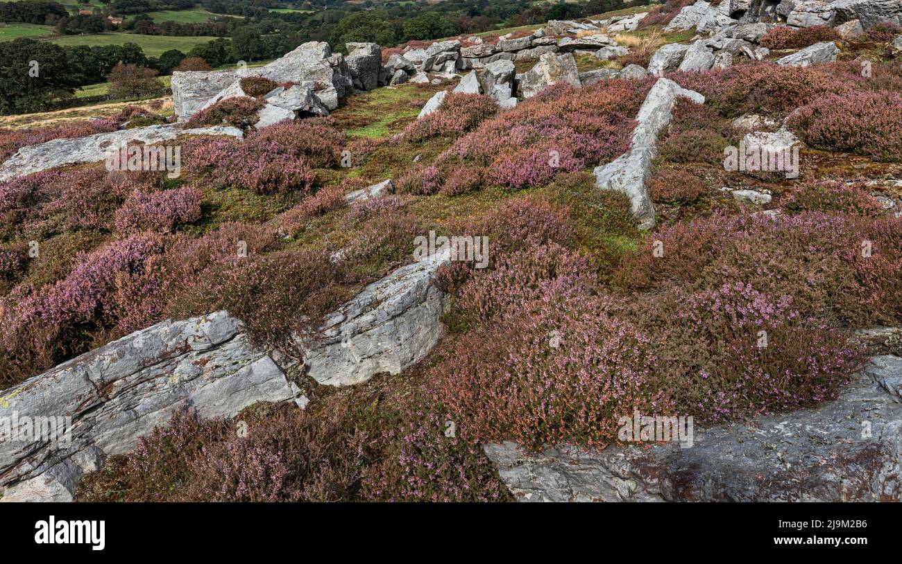 Rocky outcrop with heather in full bloom in the North York Moors national park overlooking attractive landscape in autumn near Goathland, Yorkshire, U Stock Photo
