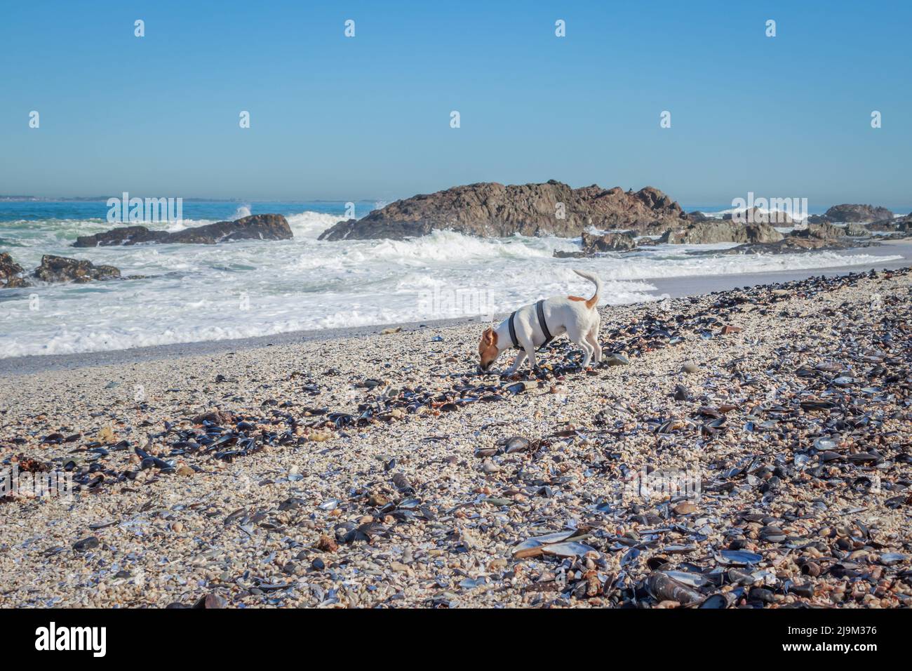 Jack Russell Terrier dog playing on the beach, Cape Town, South Africa