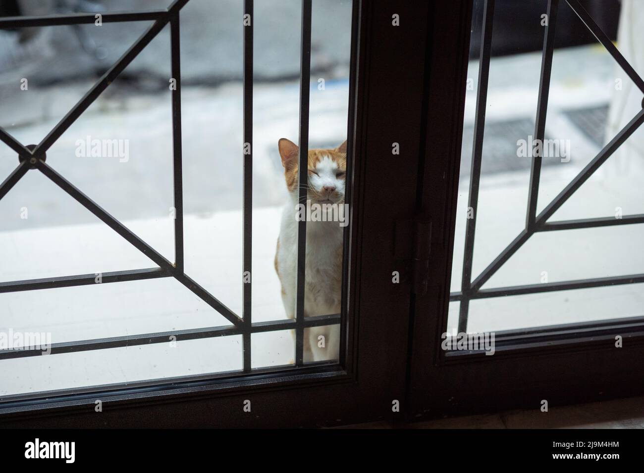 'Let me in' A cat pressing its face against the glass of a door wanting to come in. Stock Photo