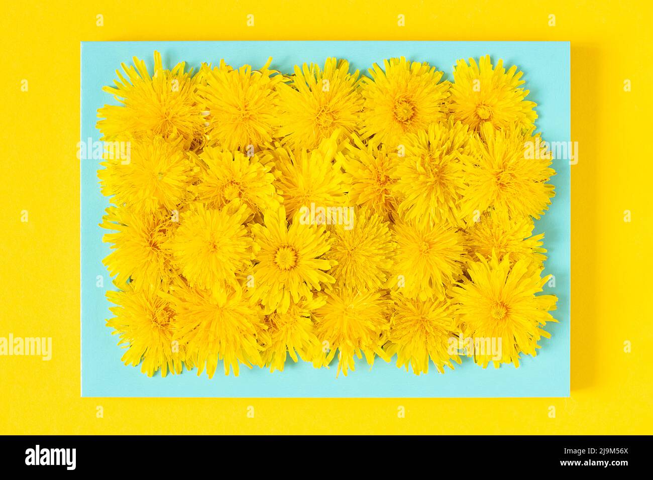 Summer picture. Blue frame with yellow dandelions flowers on yellow background. Creative summer time concept. Top view, Flat lay. Stock Photo