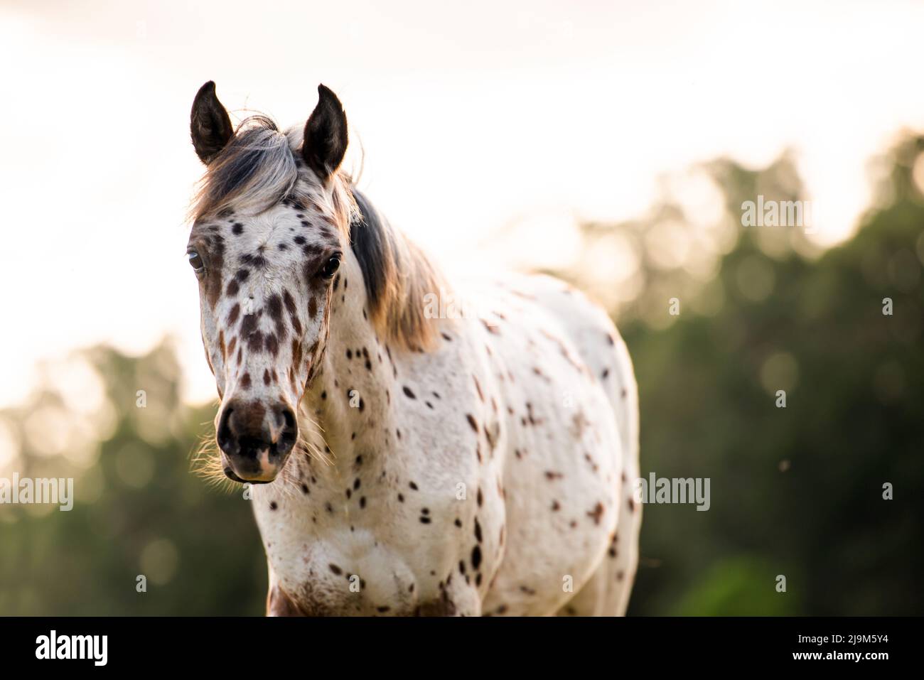 Appaloosa horse in the pasture at sunset, white horse with black and brown spots. yearling baby horse Stock Photo