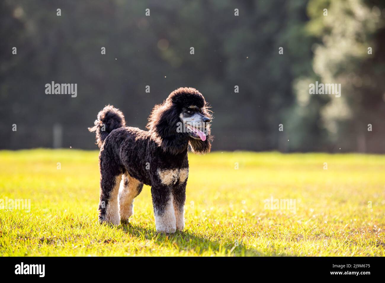 Standard Phantom Poodle enjoying a pasture at sunset. Young groomed