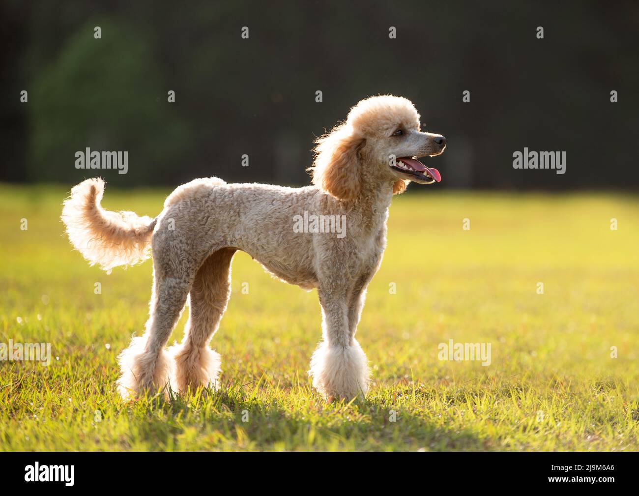 Purebred standard poodle with a haircut standing outside in green open space at sunset Stock