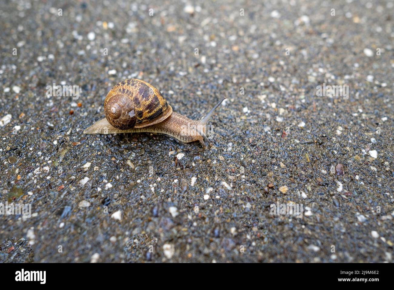 A common garden snail, Cornu aspersum, on the sidewalk, with plenty of space for copy Stock Photo