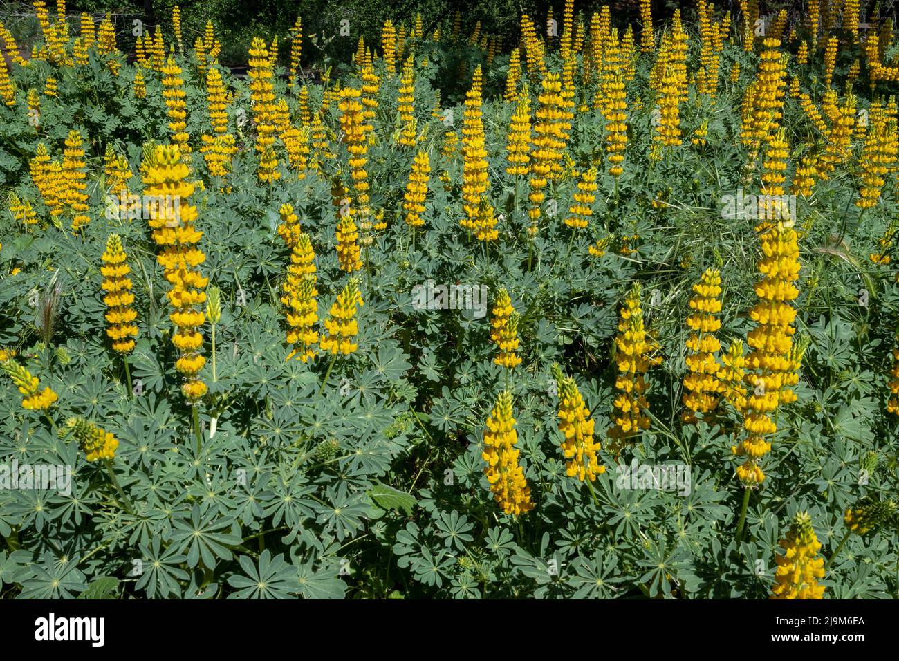 A patch of yellow Lupinus flowers viewed from the side Stock Photo
