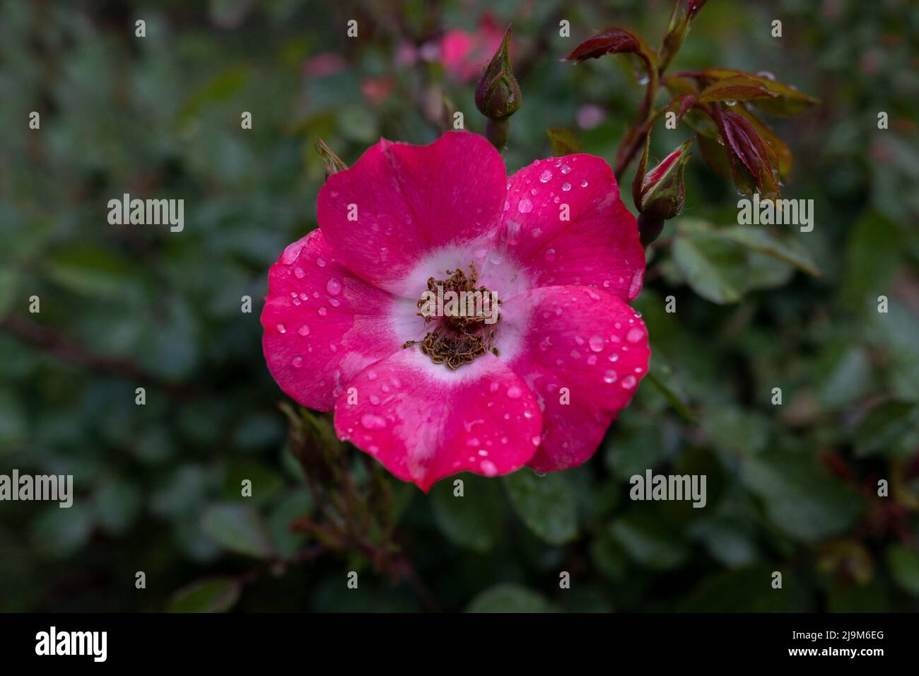 Pink California wild roses (Rosa californica) in nature, viewed from above, with rain drops Stock Photo