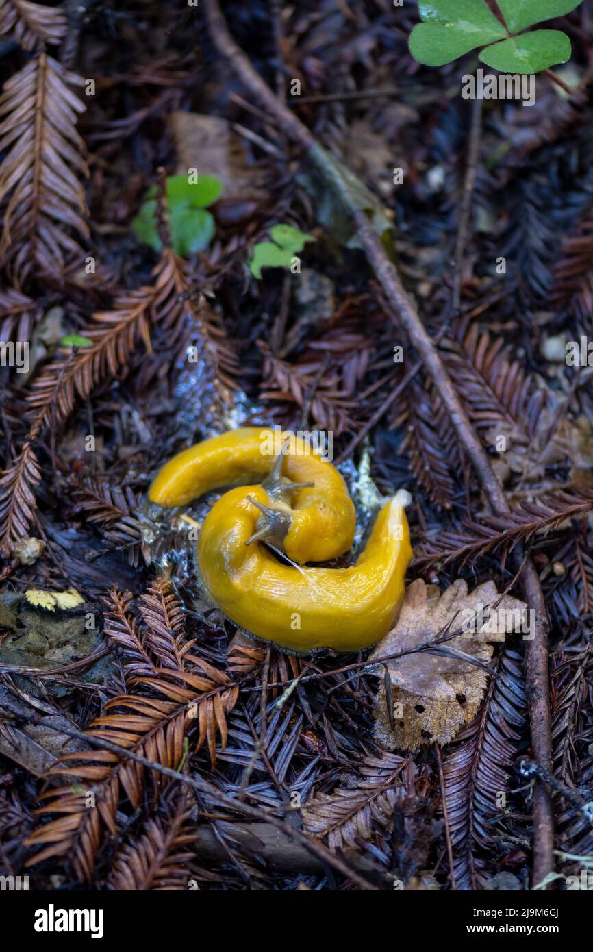 Yellow Banana slugs, Ariolimax columbianus, mating on the leaf litter in California Stock Photo