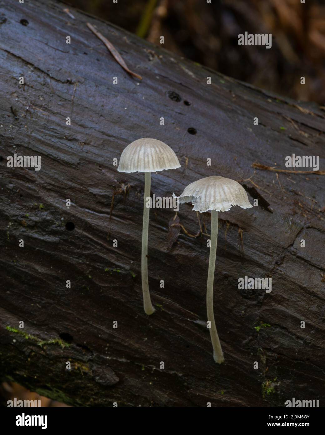 Two white cap mushrooms coming out of a wet decomposing trunk, Santa Cruz County, California, USA Stock Photo