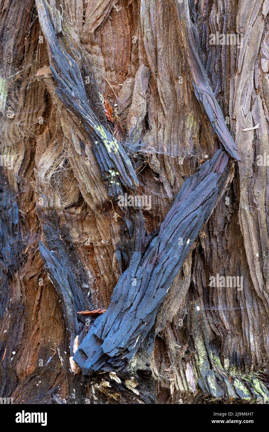 The bark of a coastal redwood tree, Sequoia sempervirens, showing signs of past burn- texture or background Stock Photo