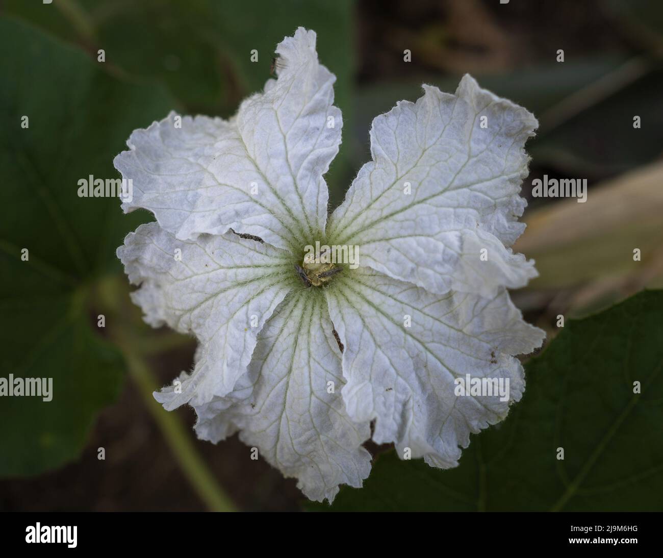 White squash flower in the field in the beginning of the Autumn Stock Photo