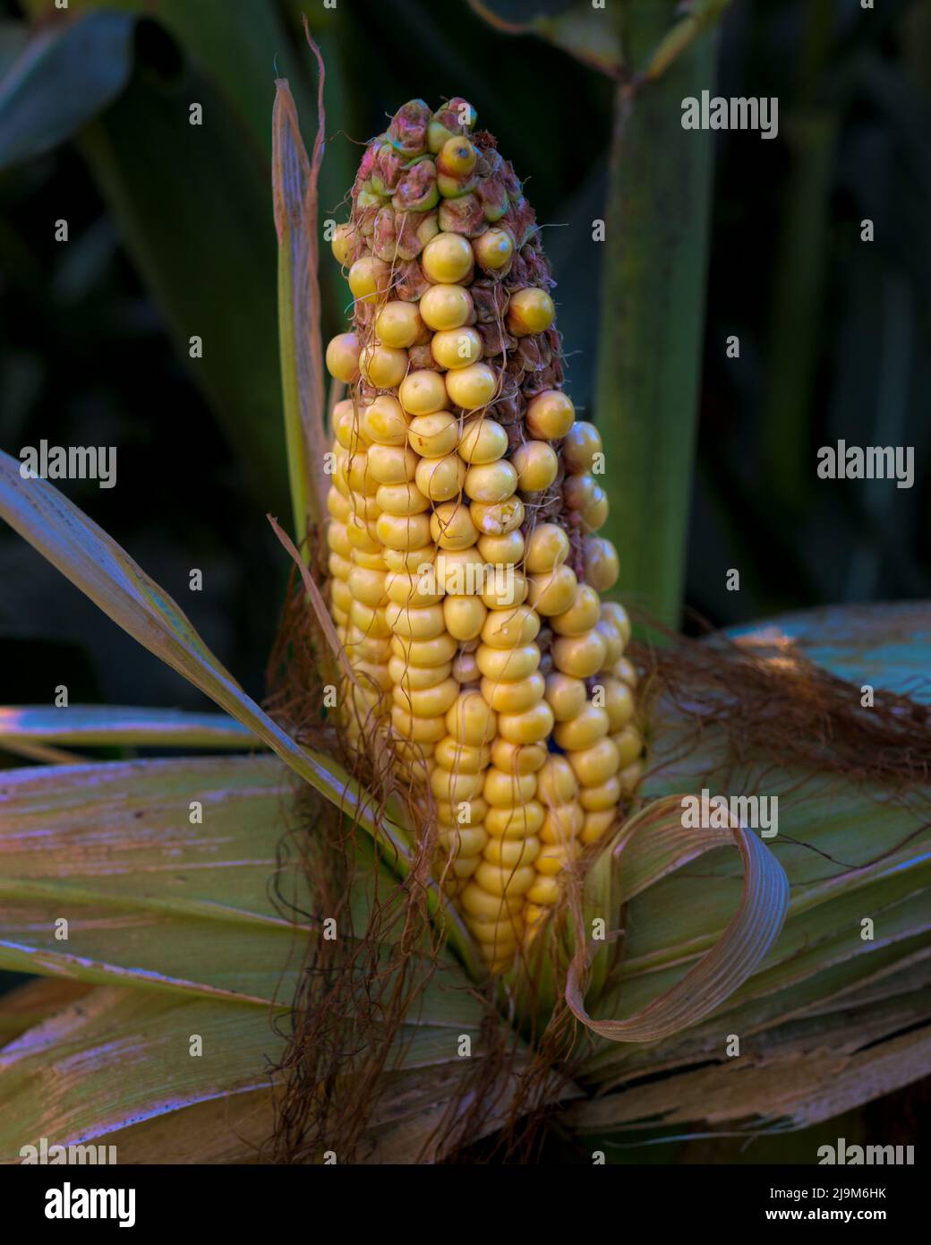 Corn on the cob in the field, mature corn with imperfections Stock Photo