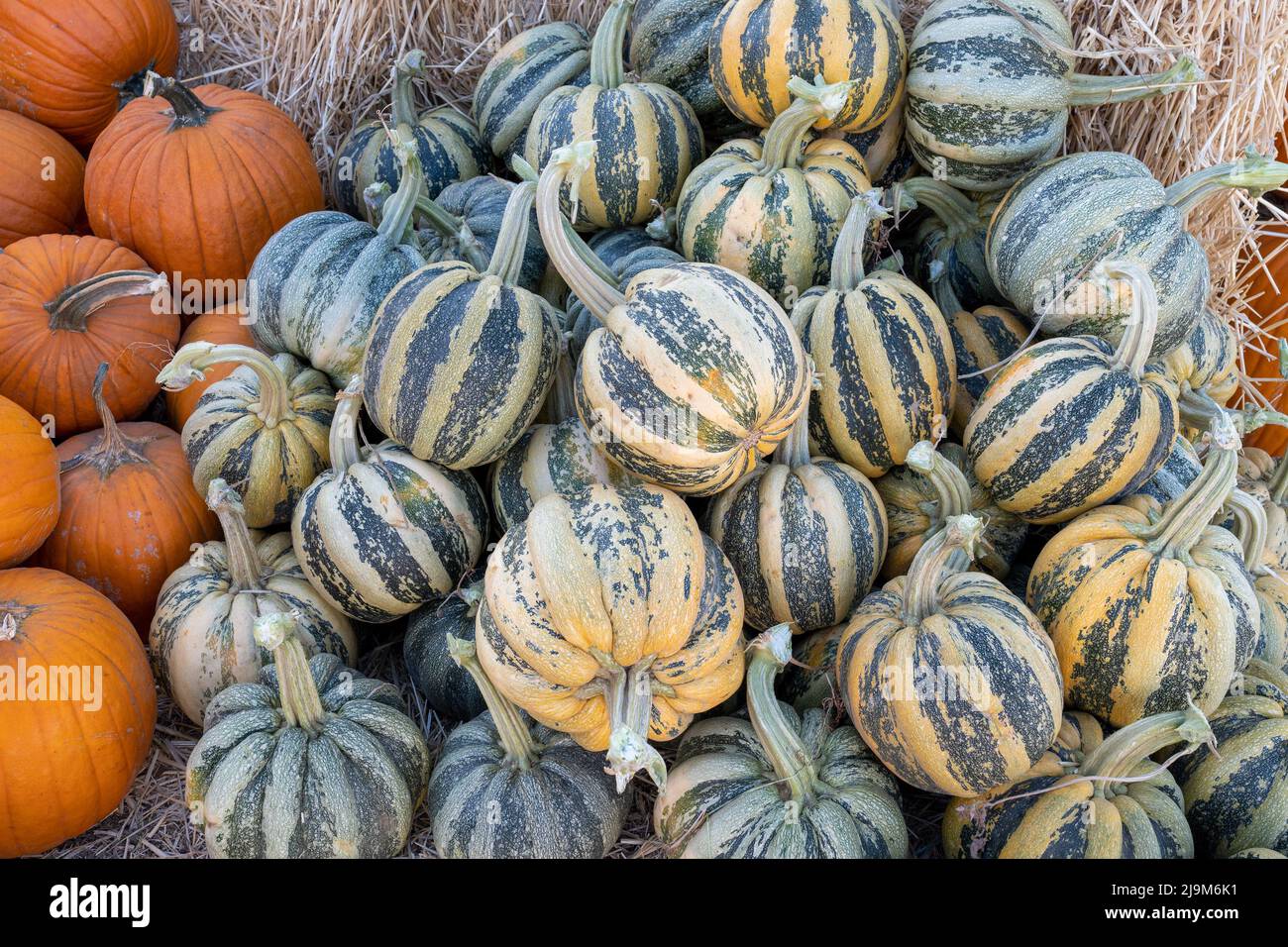 Still life displaying halloween composition with pumpkins, Carnival squash against hay pile Stock Photo