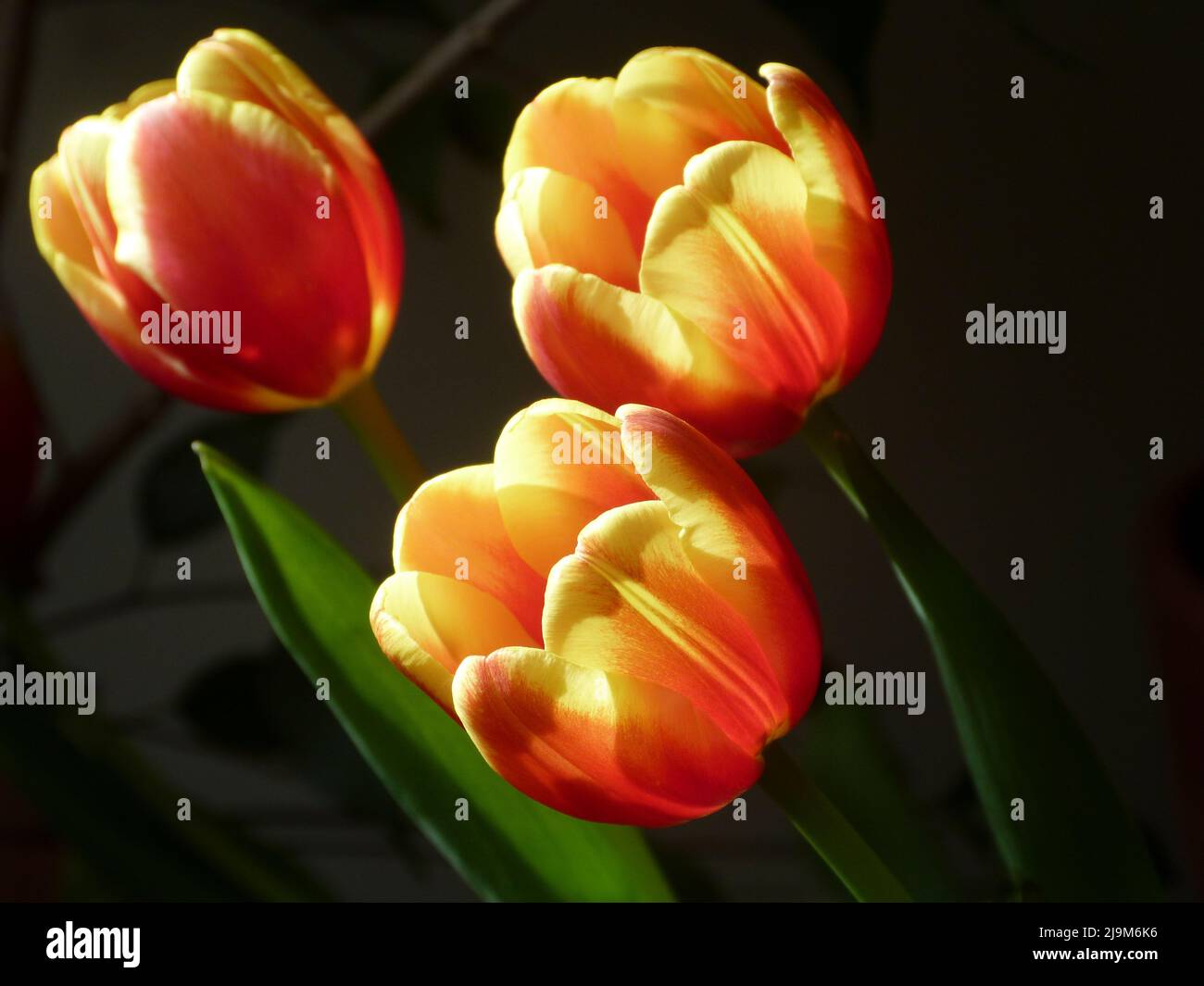 Orange and yellow tulips, cut flowers on a table at home Stock Photo