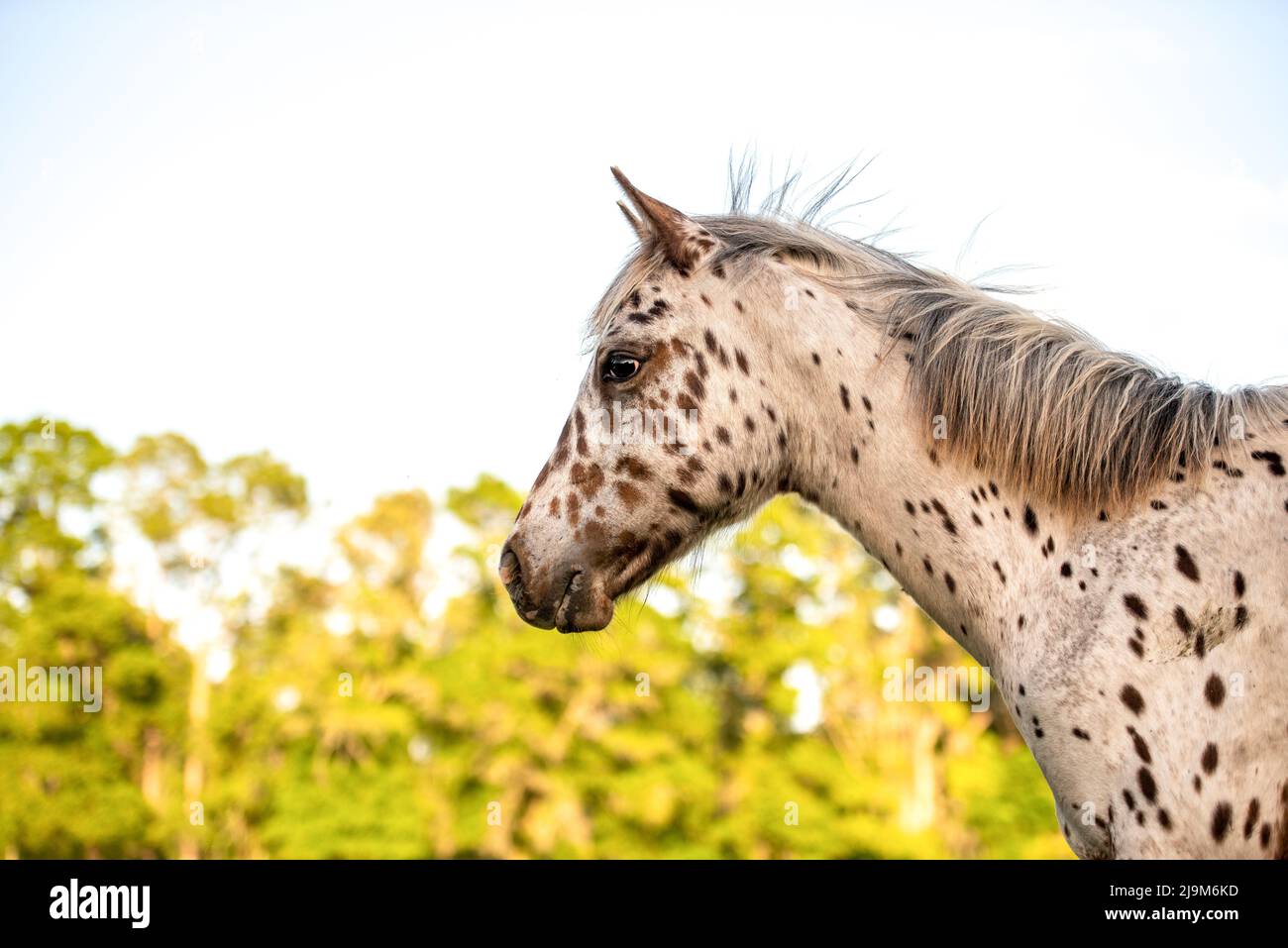 Appaloosa horse in the pasture at sunset, white horse with black and