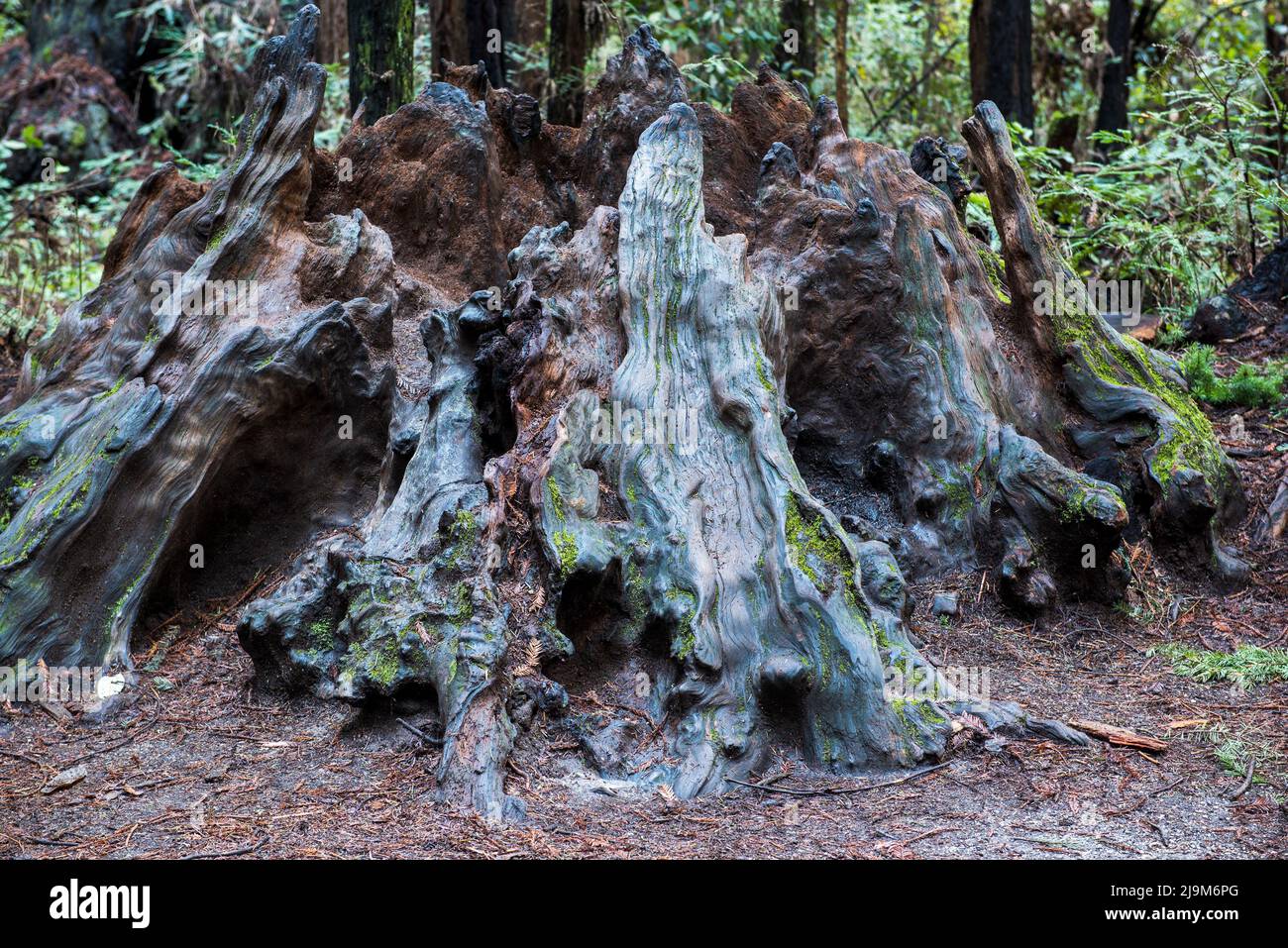 The base of a dead tree, decomposing, at the Henry Cowell Redwoods State Park in Santa Cruz County, California, USA Stock Photo