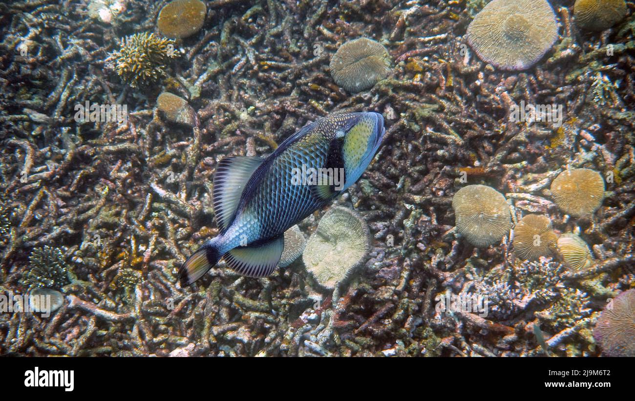 Underwater photo of Titan Triggerfish or Balistoides viridescens in Gulf of Thailand. Giant tropical fish swimming among reef. Wild nature. Scuba Stock Photo