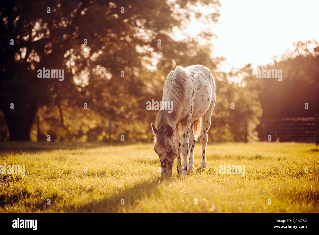 Appaloosa horse in the pasture at sunset, white horse with black and brown spots. yearling baby horse Stock Photo