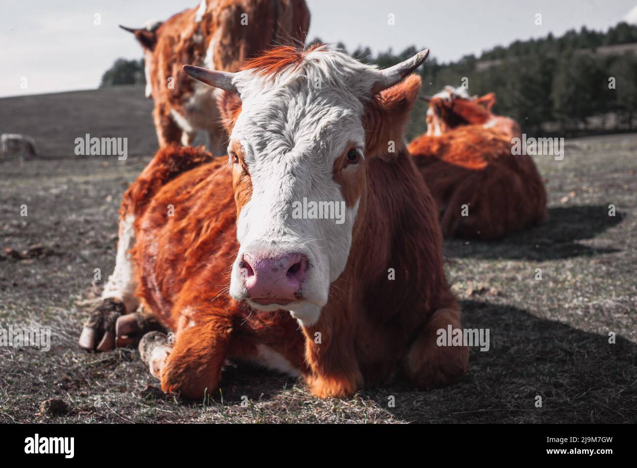 Cow lying on mountain hi-res stock photography and images - Alamy