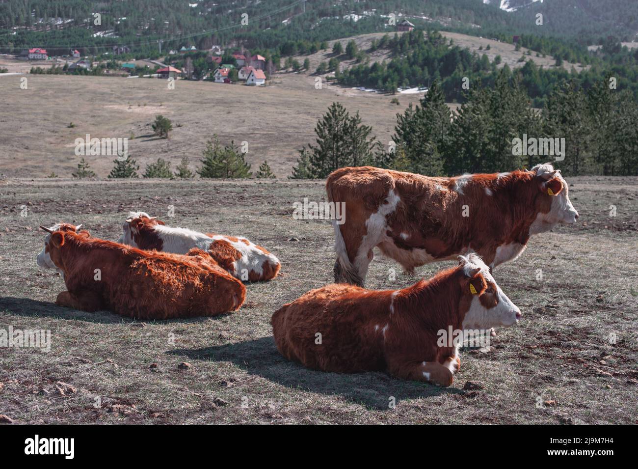 Portrait of a cows resting on a farm. Stock Photo
