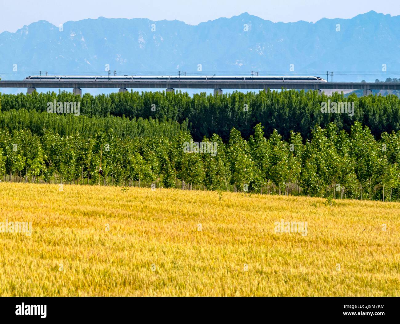 Beijing, China. 19th May, 2022. Photo taken on May 19, 2022 shows the wheat fields in Yangping Township of Lingbao, central China's Henan Province. Credit: Du Jie/Xinhua/Alamy Live News Stock Photo