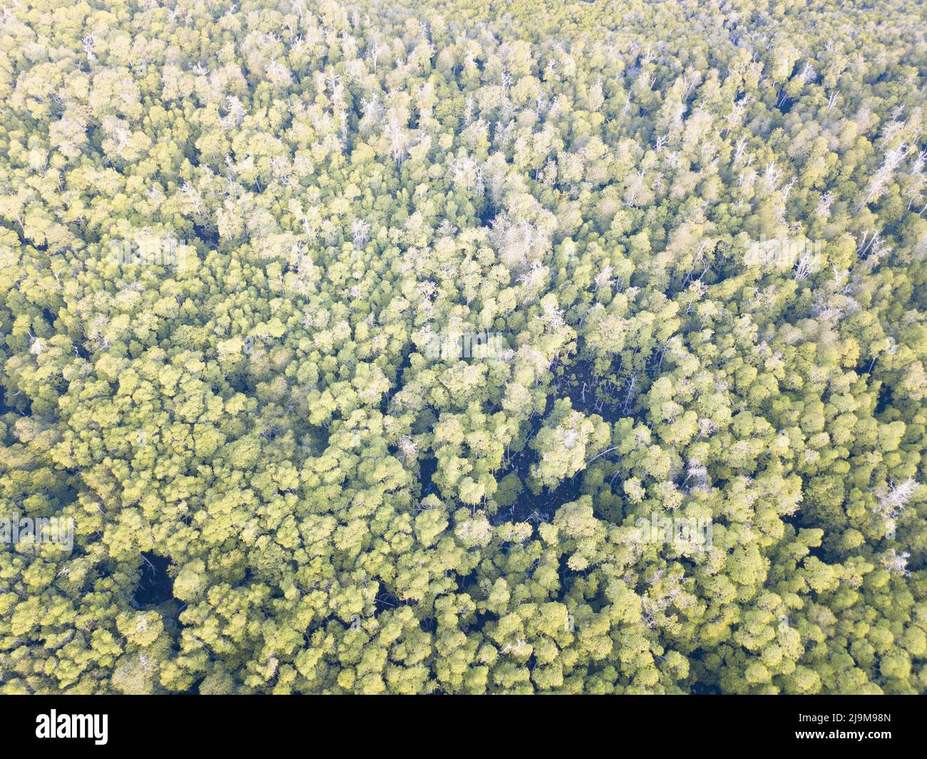 An extensive mangrove forest grows along the shallow coast of a remote Indonesian island. Mangrove forests provide habitat for many marine species. Stock Photo