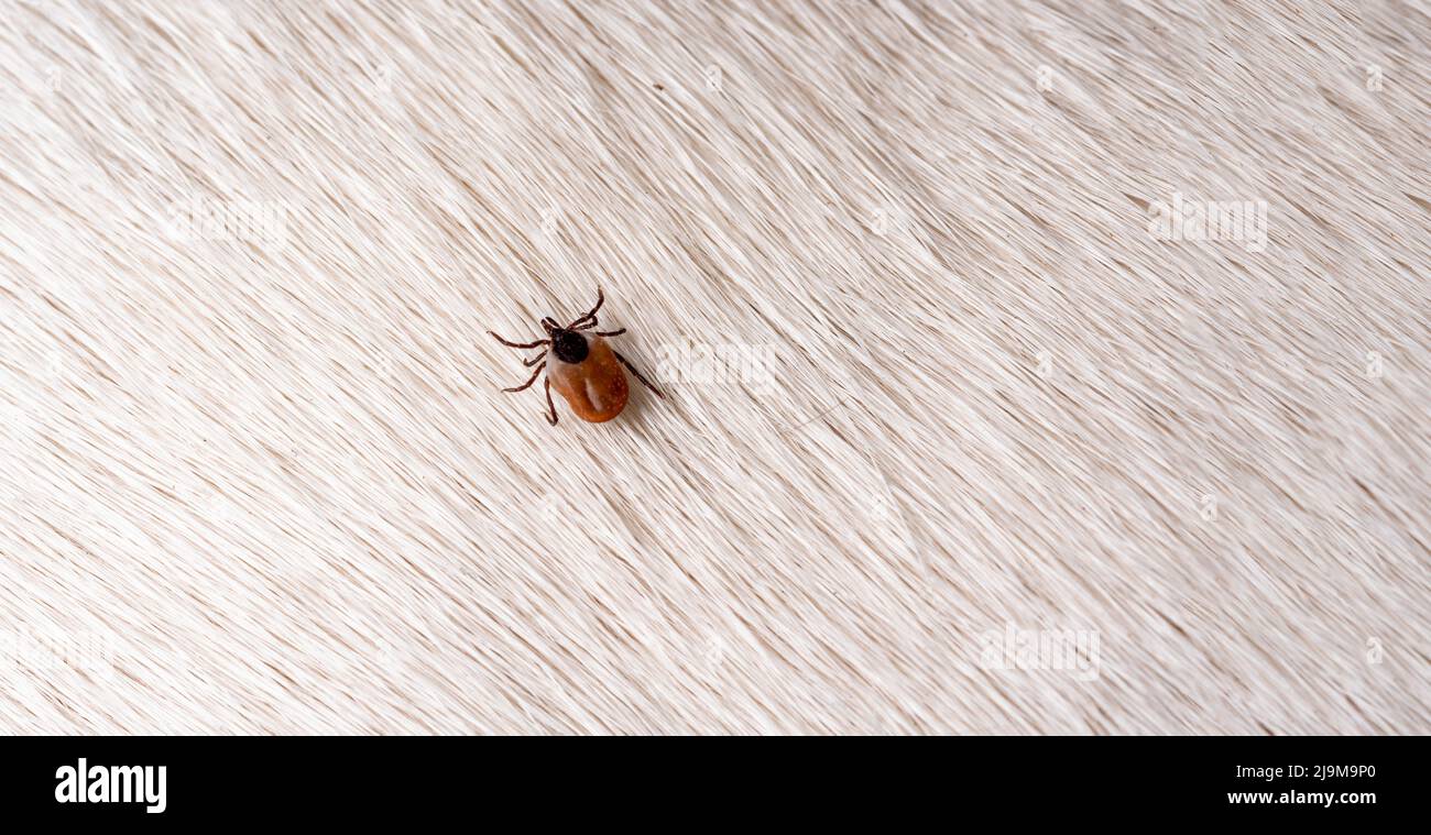 Cat Ticks Signs Causes and How to Remove a Tick from a Cat  Purina