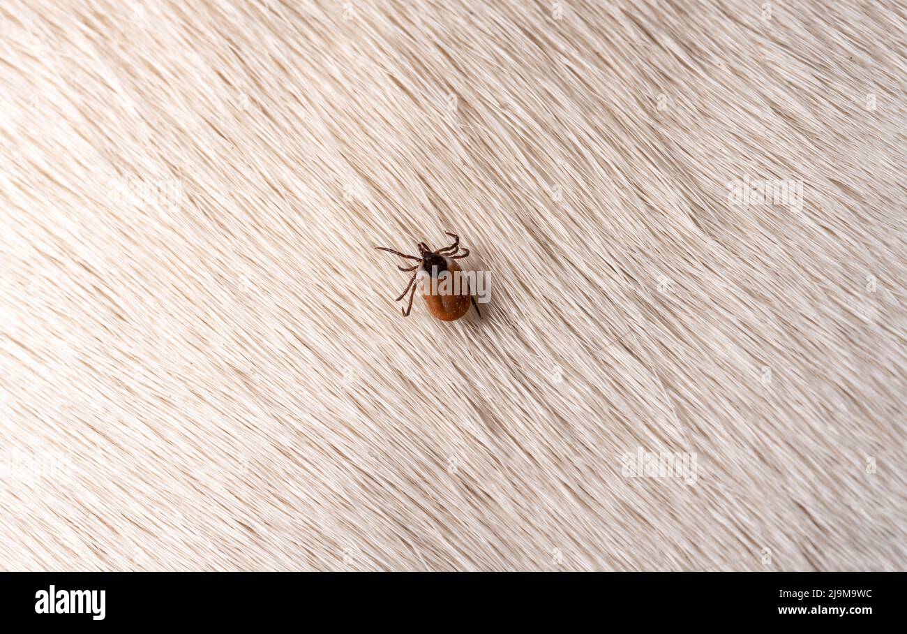 WIDeptHealthServices on Twitter Stay healthy with a tick check Ask  someone to go over areas you cant see yourself and use tweezers to remove  any ticks More tips to help you FightTheBite