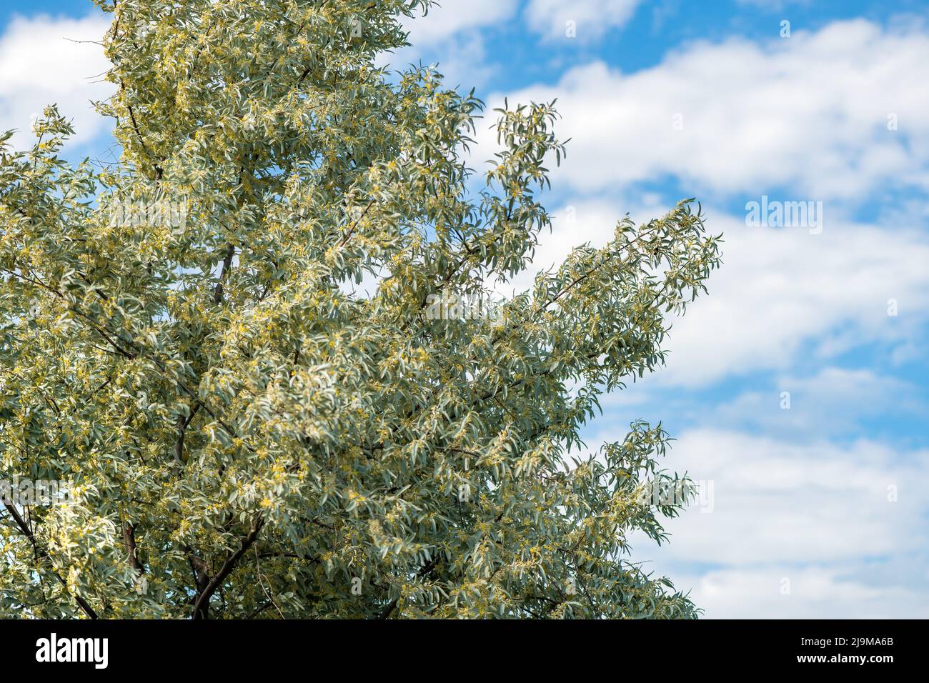 Elaeagnus angustifolia, commonly known as Russian olive is blooming in spring on a windy day Stock Photo