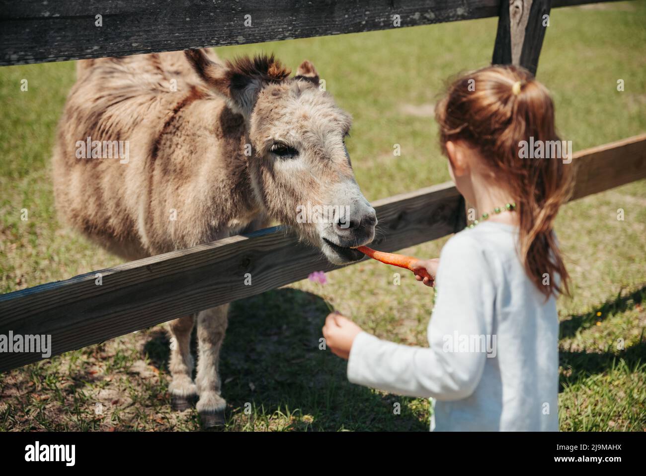 Mini Donkey standing next to a fence. Little girl feeding donkey a