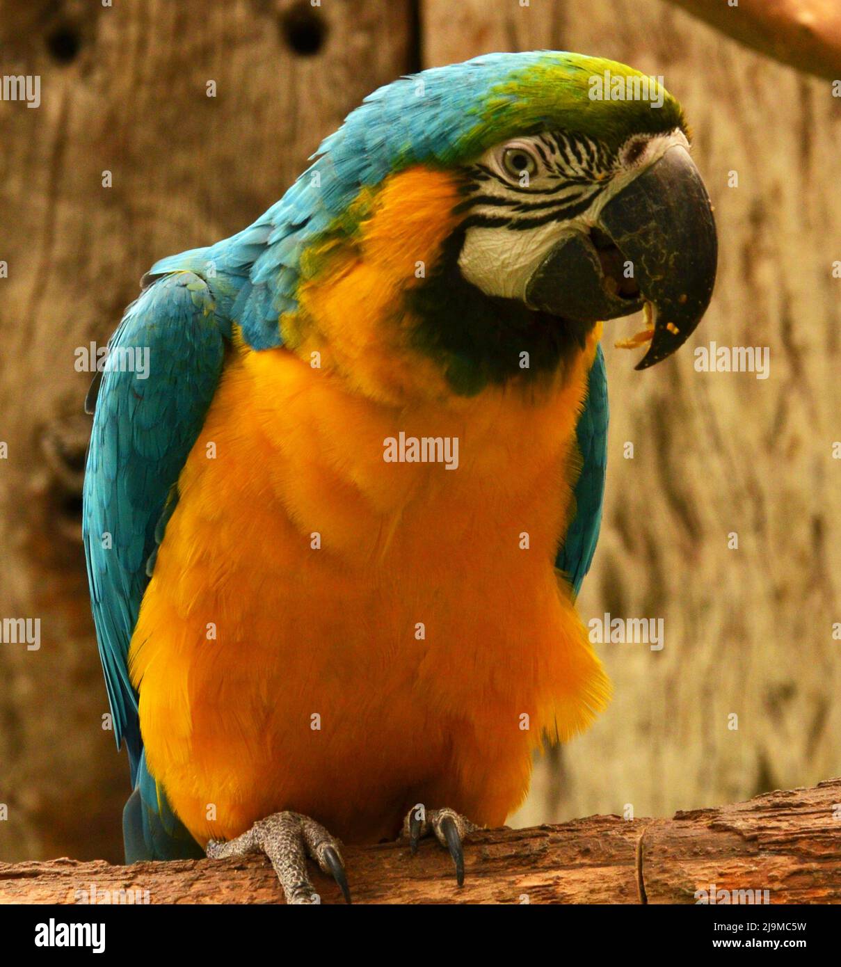 A close up of a beautiful and colourful Macaw captured at the World of Birds , Wildlife Sanctuary, Cape Town, South Africa on august 13 th ,2016. Stock Photo