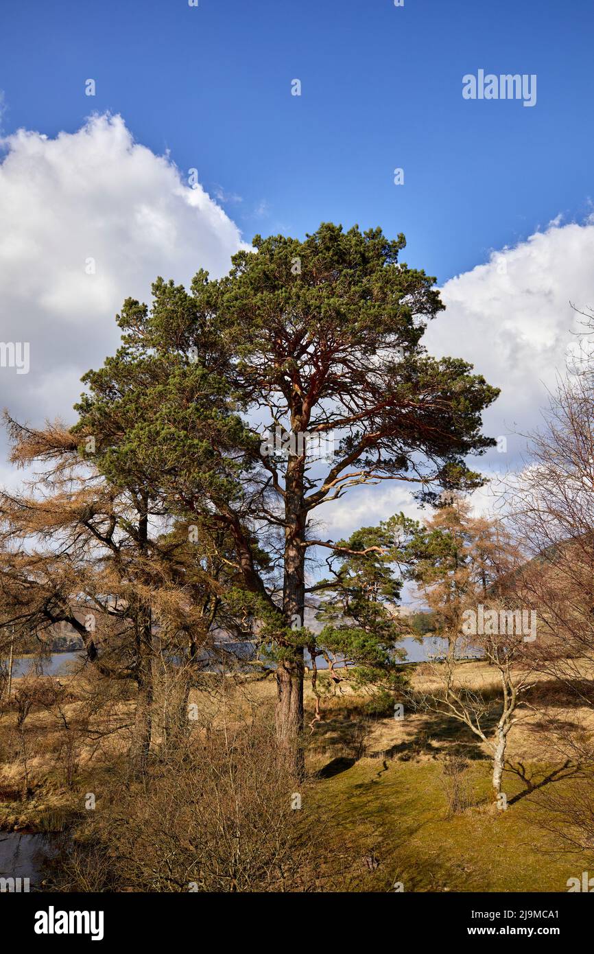 Scots Pine by St Mary's Loch  on the  B708 between Selkirk and Moffat Stock Photo
