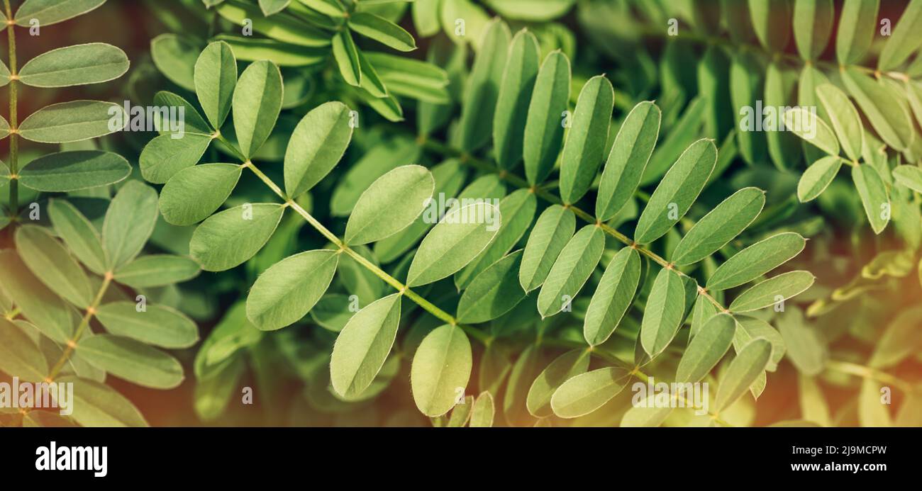 Clean thickets hi-res stock photography and images - Alamy