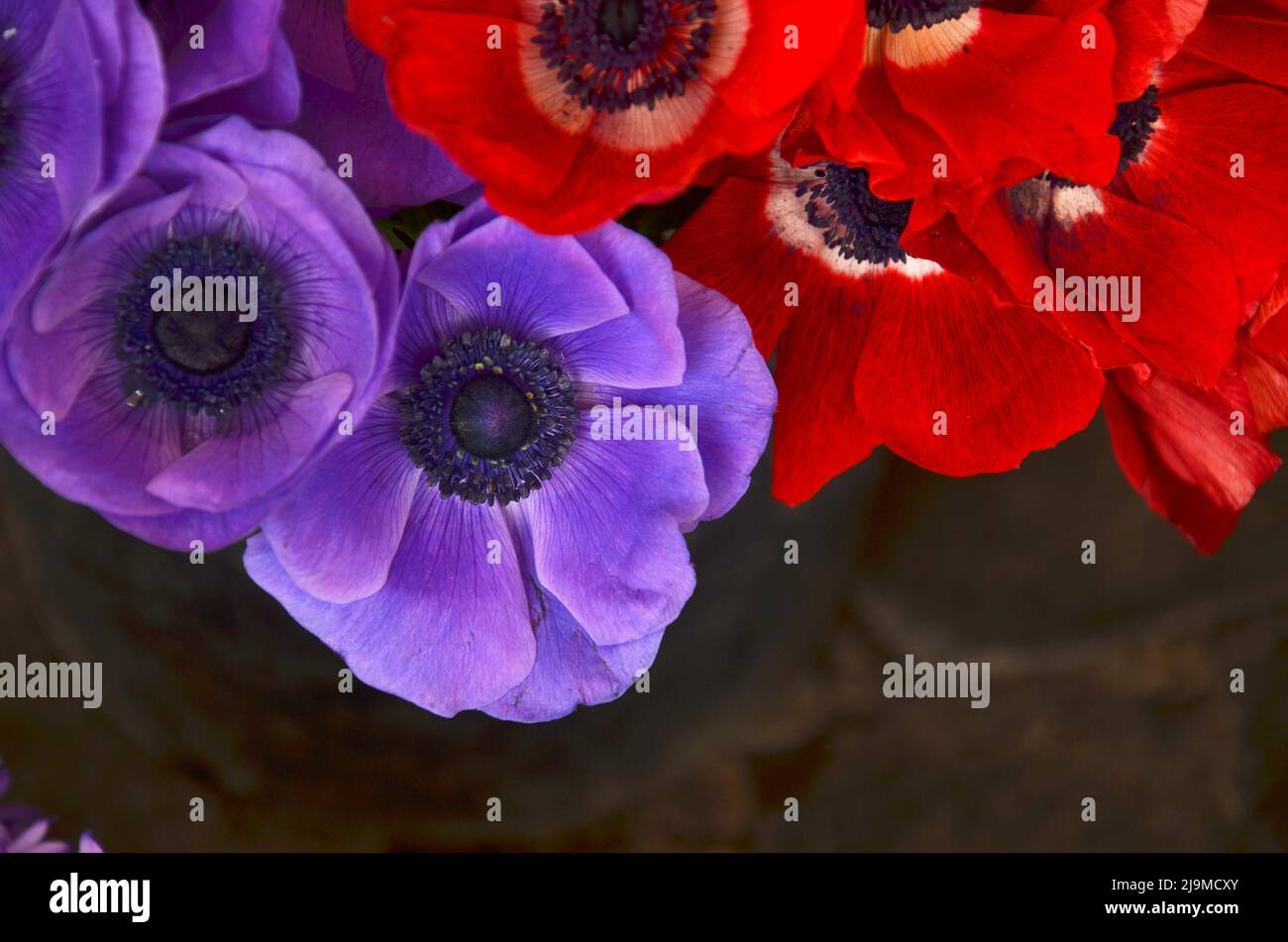 CLOSE UP OF A BEAUTIFUL PURPLE AND RED ANEMONE FLOWERS Stock Photo