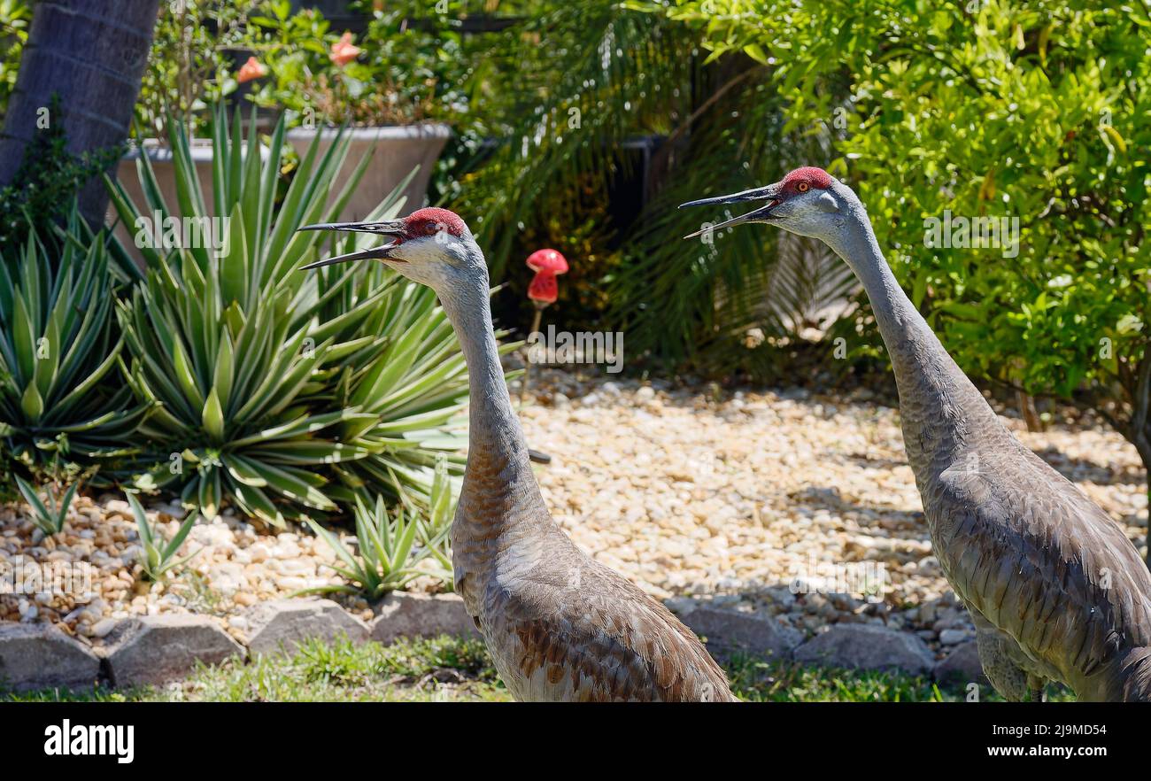 2 Sandhill cranes, beaks open, giving bugle calls, noisy, loud, backyard, tall birds, elegant, pair, male, female, Grus canadensis; mate for life, wil Stock Photo