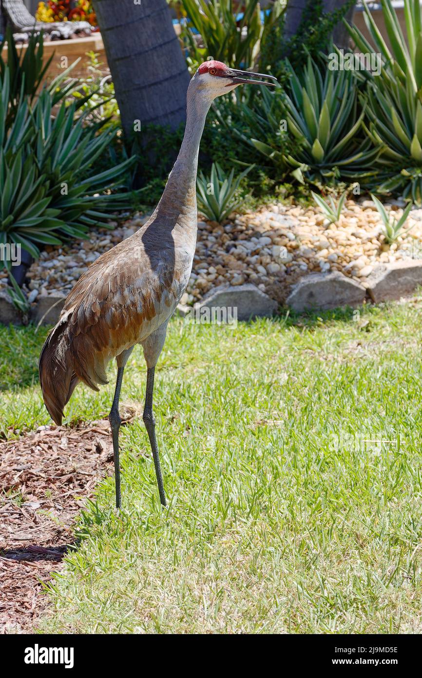 Sandhill crane, beak open, giving bugle calls, noisy, loud, backyard, tall bird, elegant, Grus canadensis; wildlife, animal, Florida, Venice, FL, spri Stock Photo