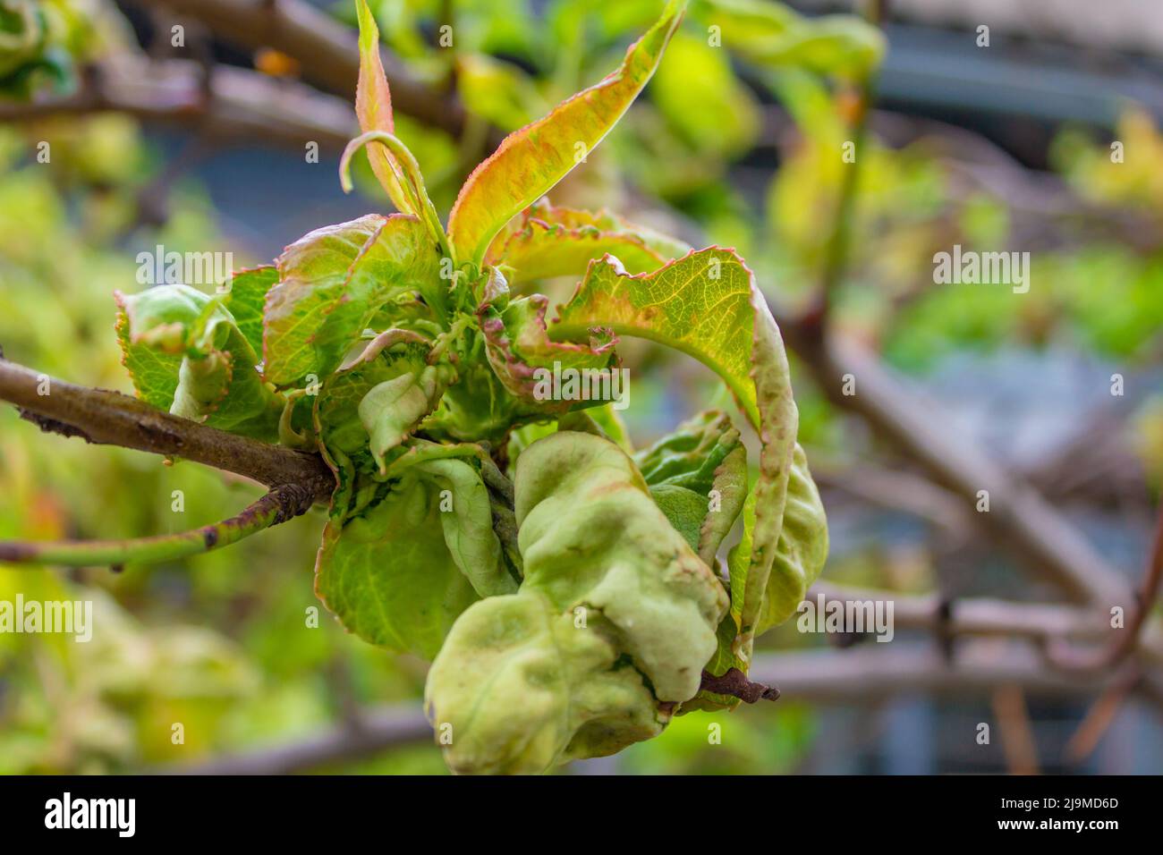 tree leaf disease, twisted peach tree leaves. selective focus Stock Photo Alamy