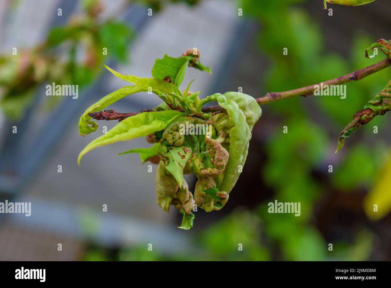 tree leaf disease, twisted peach tree leaves. selective focus Stock Photo Alamy