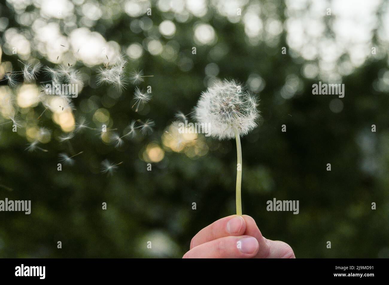 wind blowing away dandelion seeds in Tyrol Stock Photo Alamy