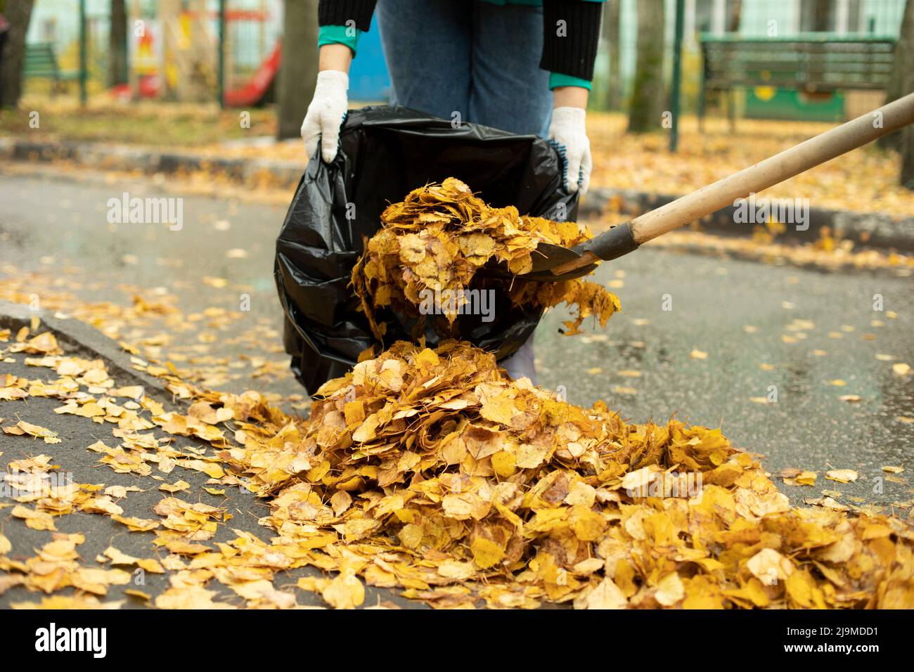 Harvesting leaves in bag. Shovel and yellow leaves. Street cleaning