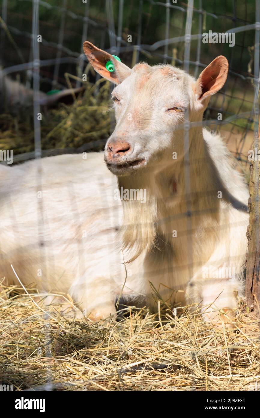 Goats and rams in the zoo on a summer day Stock Photo - Alamy