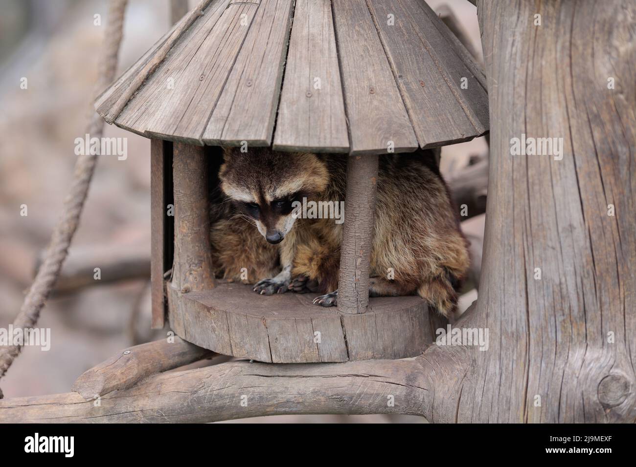 Raccoons sleep in a zoo house on a summer day Stock Photo Alamy