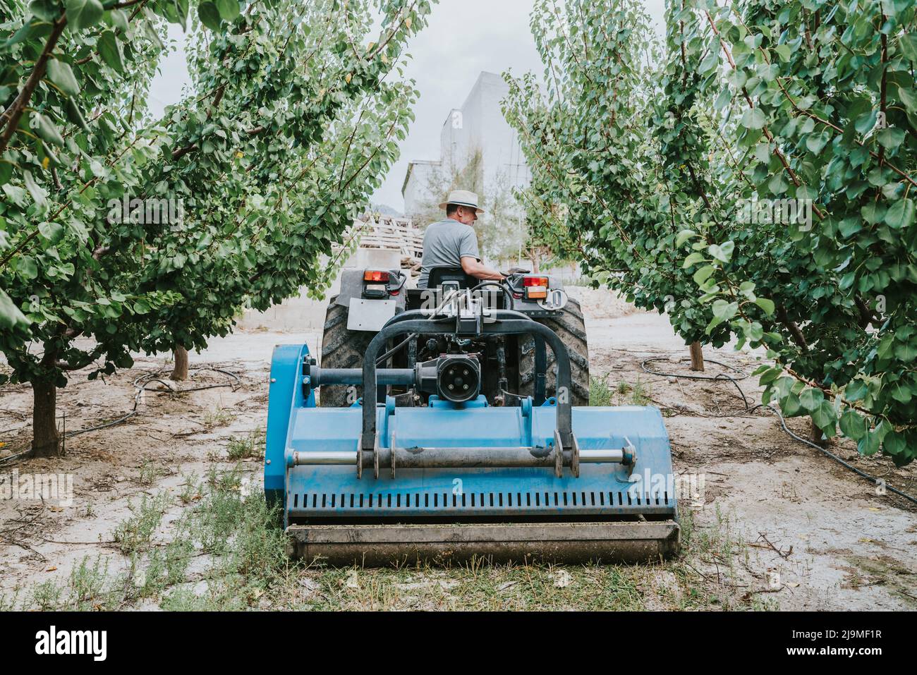 Between Grass Rows Back view of unrecognizable man driving tractor and mowing grass ...