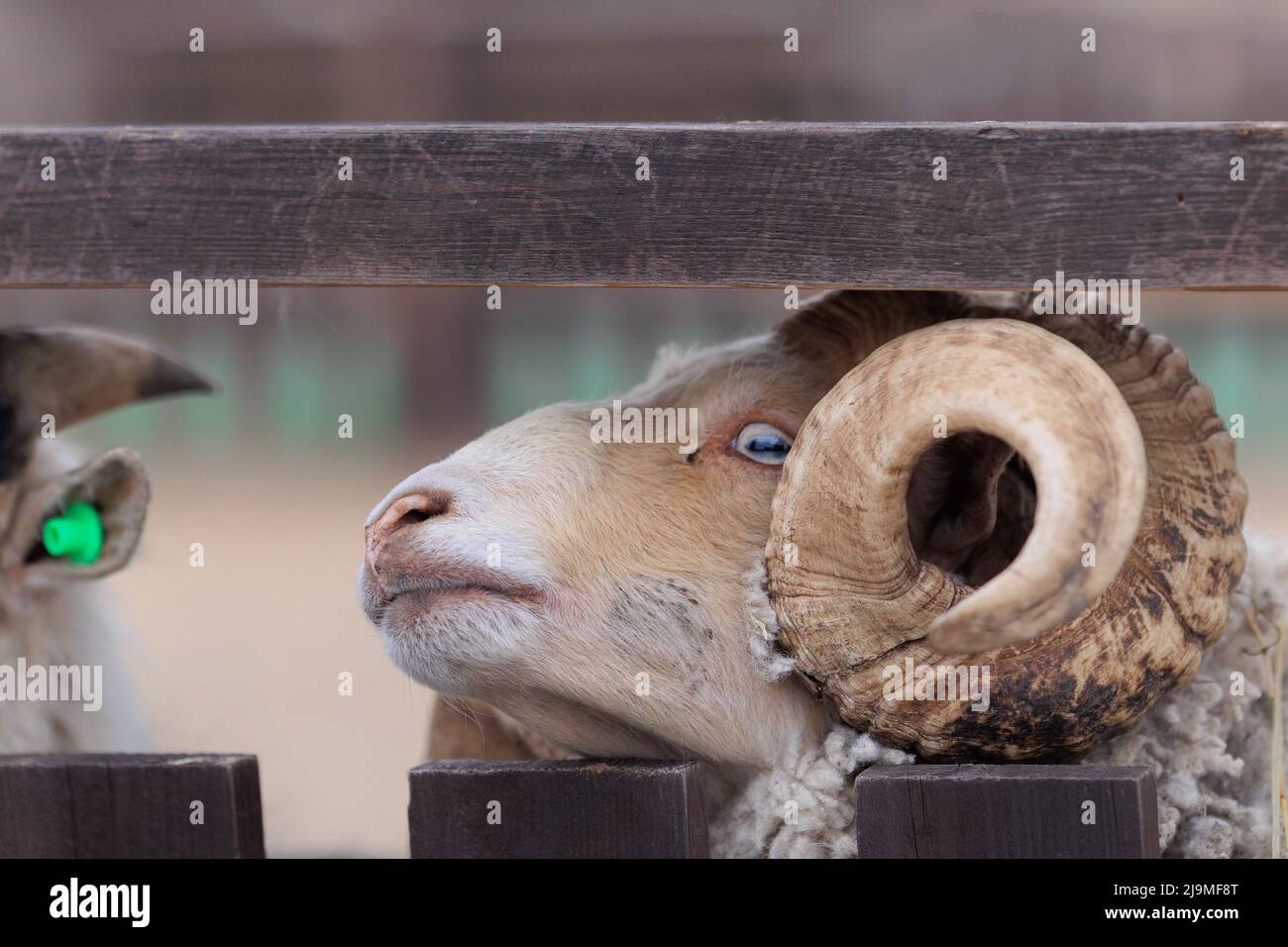 Ram and a horse goats hi-res stock photography and images - Alamy
