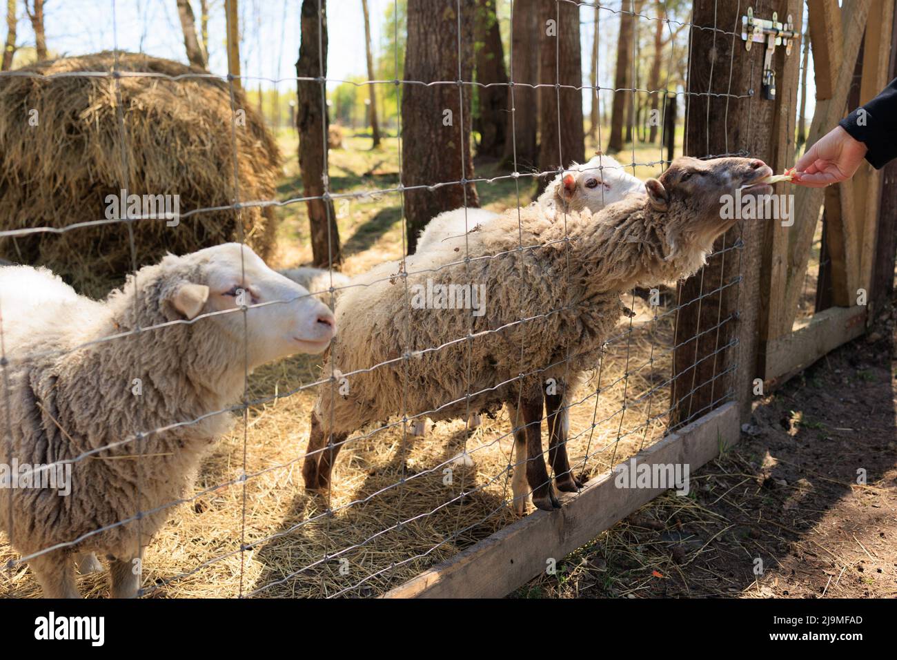 Rams, sheep and goats at the zoo on a summer day Stock Photo - Alamy