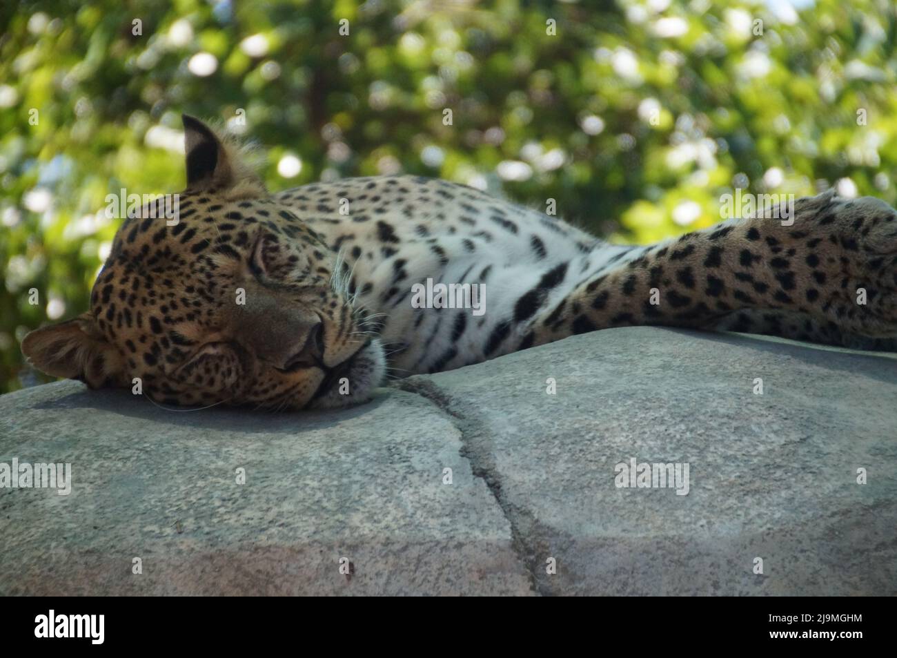Natur der Wunder Tier Der Leopard ist äußerst wandelbar. Stock Photo