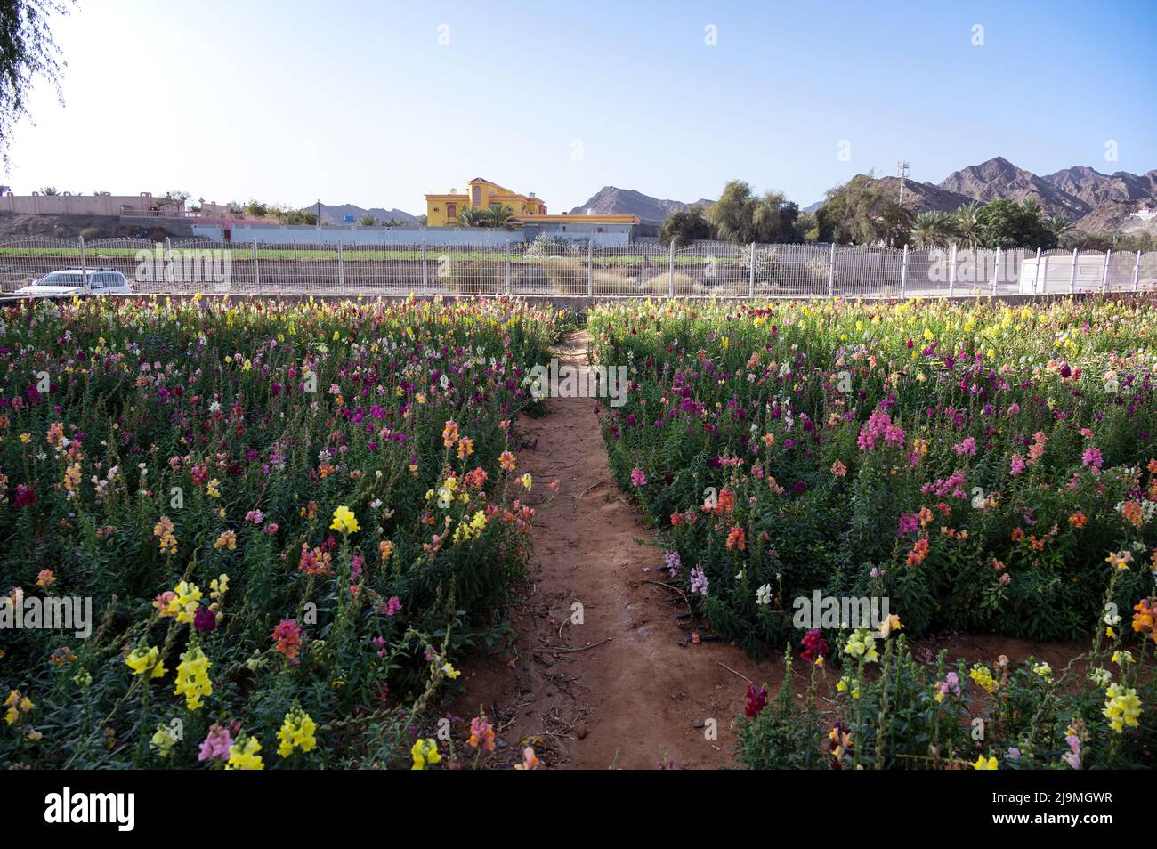 Beautiful and colorful Flower Farm with variety of flowers in Ras Al
