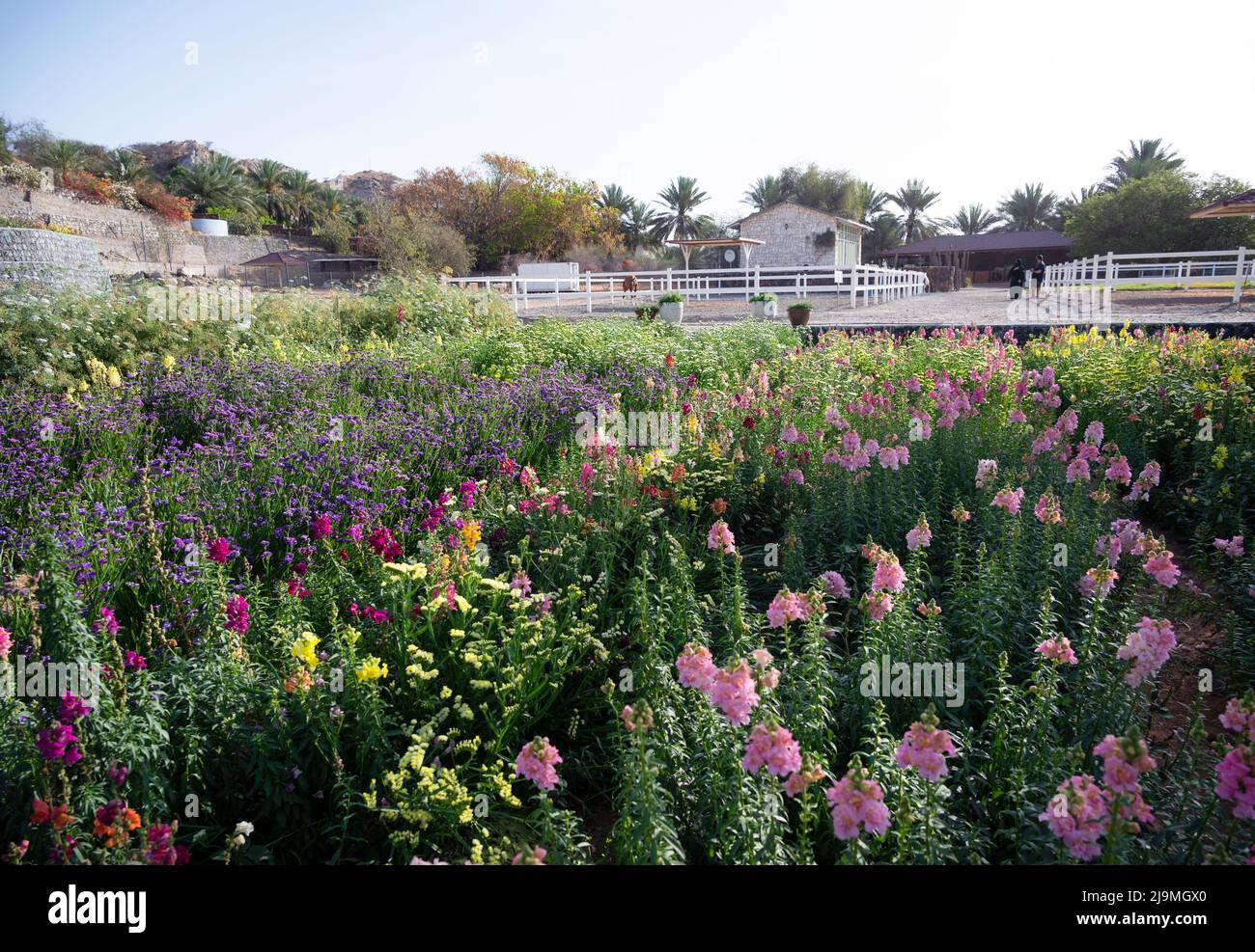 Beautiful and colorful Flower Farm with variety of flowers in Ras Al
